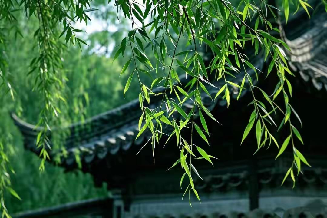 也许是雨打花落，春将去，引发了中年人的伤感。又也许是雨滴嗒滴嗒荒芜了心情，扰得情