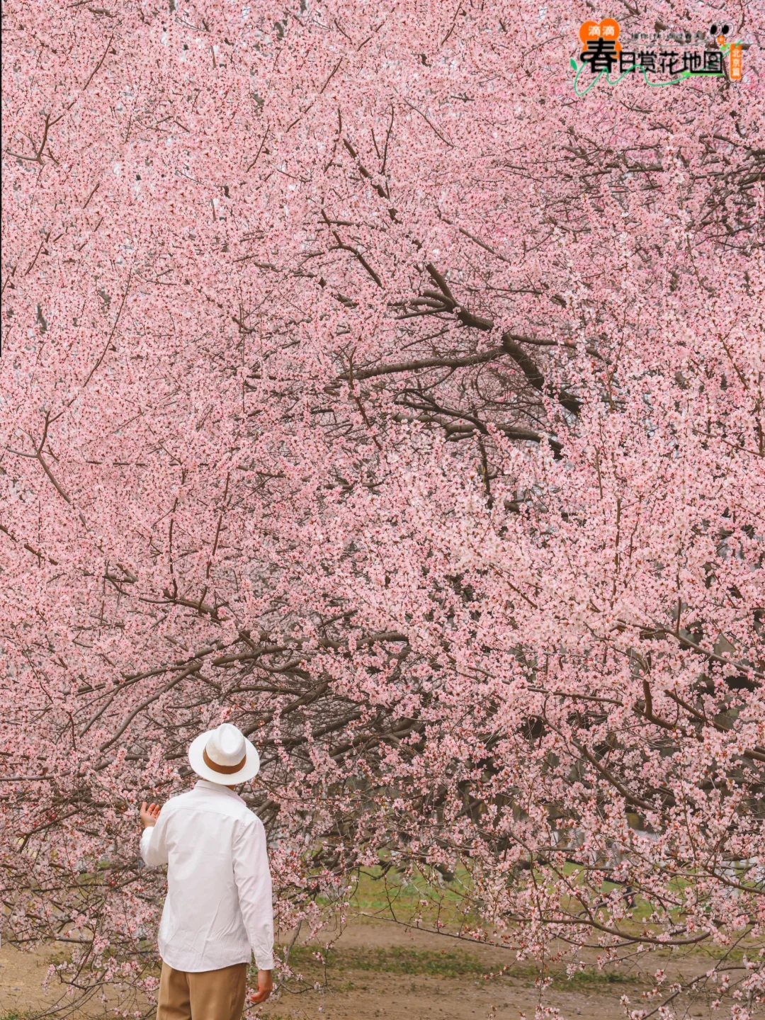 滴滴春日赏花地图 🌸来自北京3月的独享浪漫