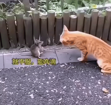 老鼠：我不服。猫：呀呵，还有脾气了（又给了一巴掌）[看][看][看]