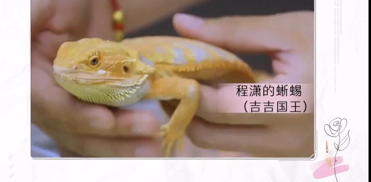 程潇手盘蜥蜴，
喊黄圣依过来，
黄圣依只是停在原地一动不动。
是的，
程潇手上盘