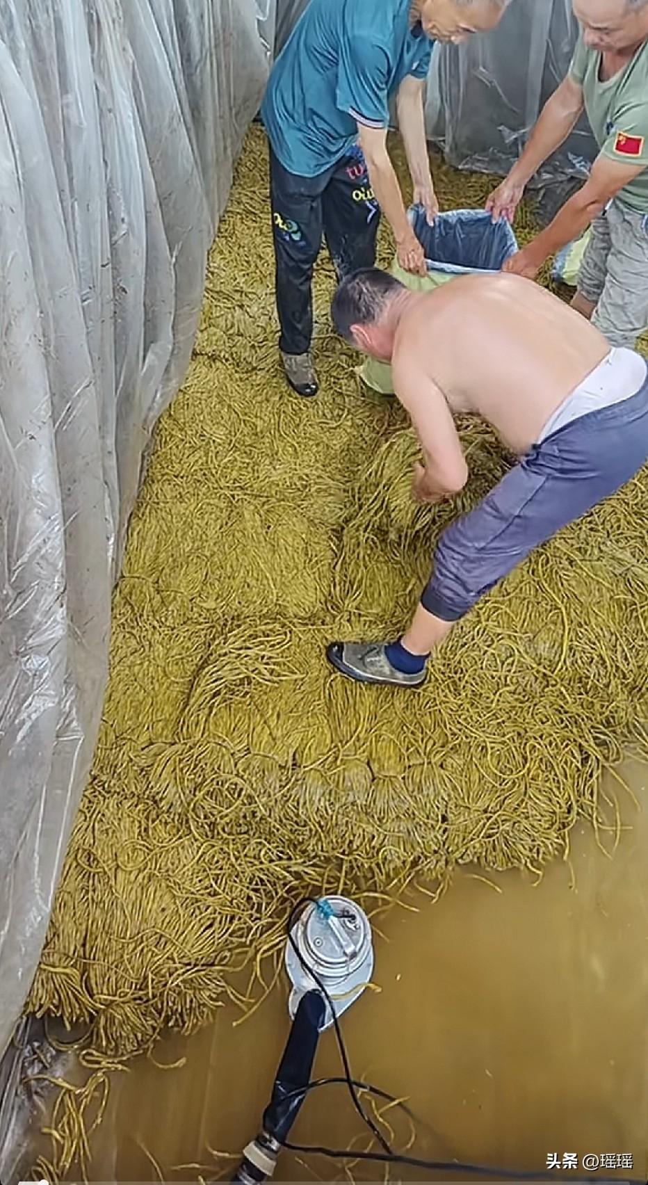 天呐 昨天刚买几包酸豆角 今天看到这个 这是告诉我去丢掉吗[泪奔]
