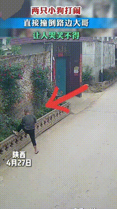 4月27日陕西一条巷子里，两只小狗疯玩打闹，跑得没轻没重，直接一头把路边看手机的