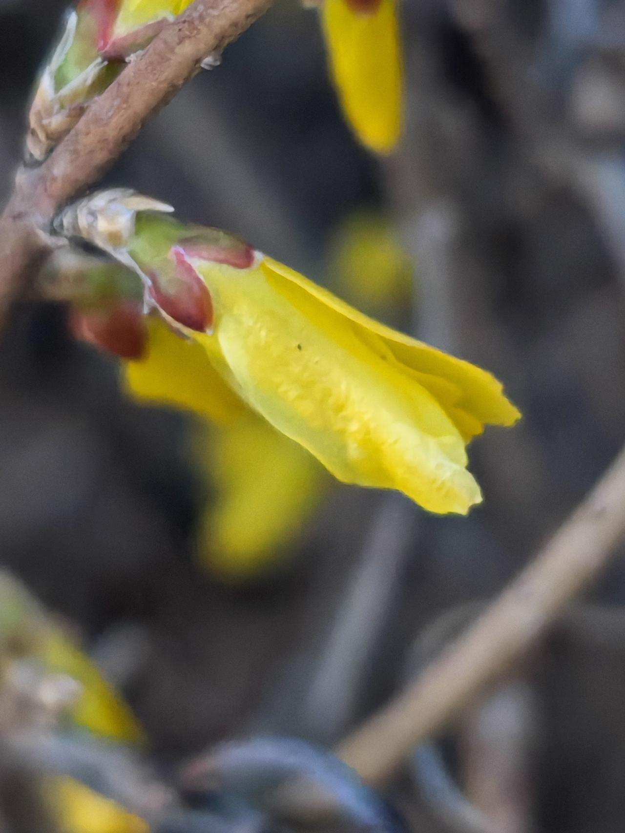 与痛风斗争的历程214
 
   今早醒来，浑身关节都很舒展，没有丝毫不适，之前
