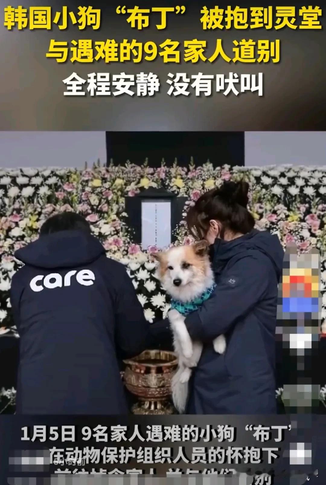 韩国一家九口在空难中遇难之后，他家的小狗布丁，整日在村子里疯狂的游荡，等待着主人