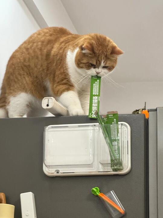 🫵🏻衰仔！我要怎么跟人解释啊！