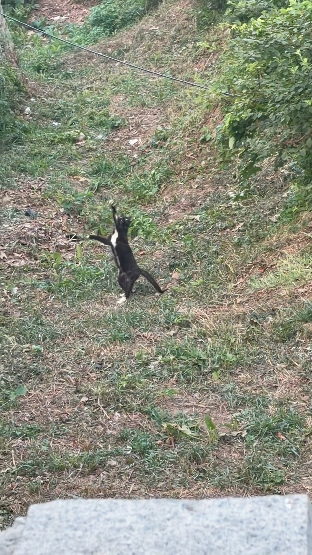 宠物博主宋威龙回归，呼狗唤猫的，围观猫咪打架还要给猫劝架忙得很啊哈哈哈哈“你们不