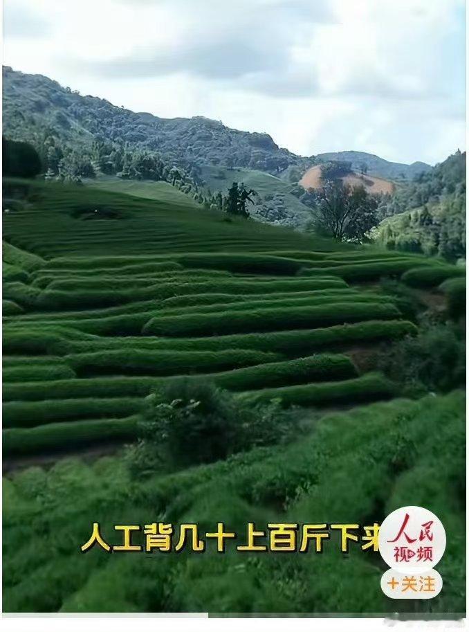 武夷山运茶已经用上无人机了 岩茶采摘迎来科技助力！武夷山采茶季，重载无人机运送茶