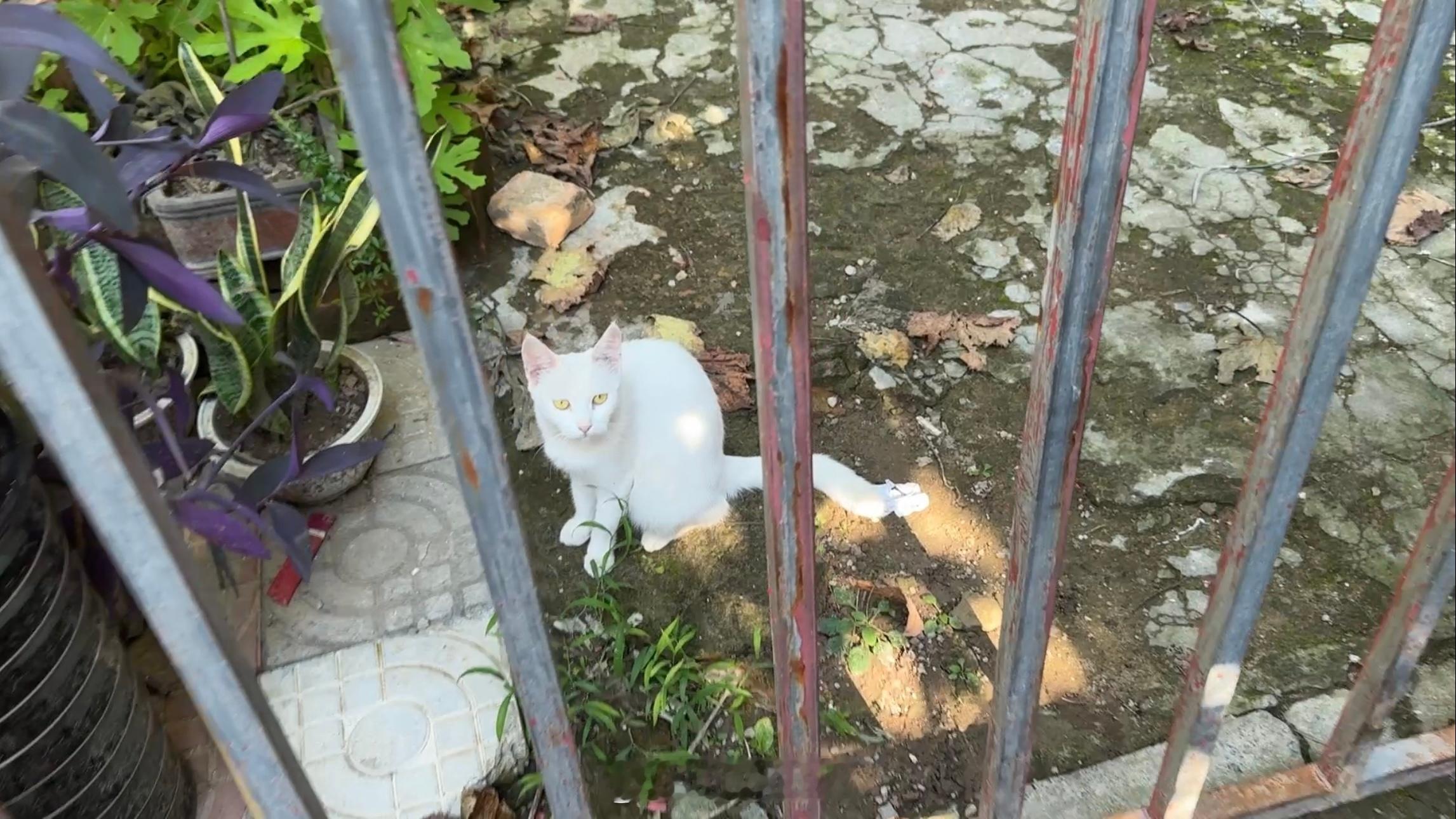 周末愉快(≧ｗ≦)早上好呀小白猫和奶牛猫在附近溜达喊它去小院子吃饭没尾巴 大长毛