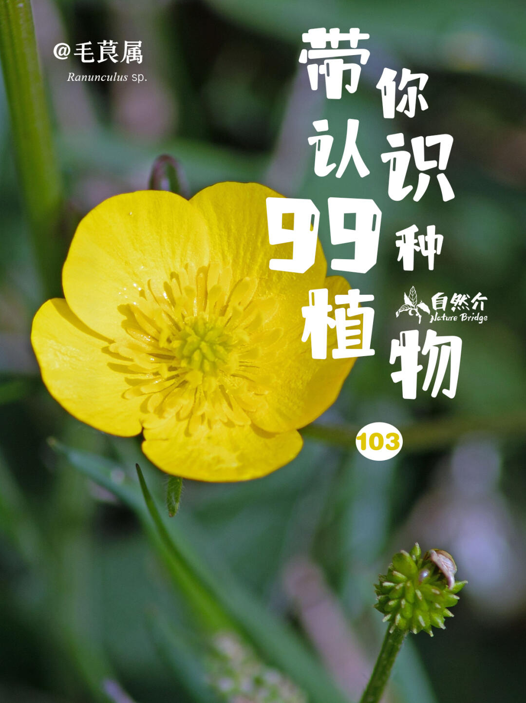 带你认识99种植物