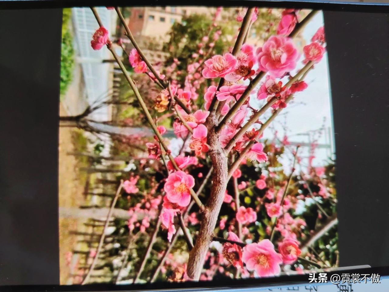 发一张相册里最近拍的花