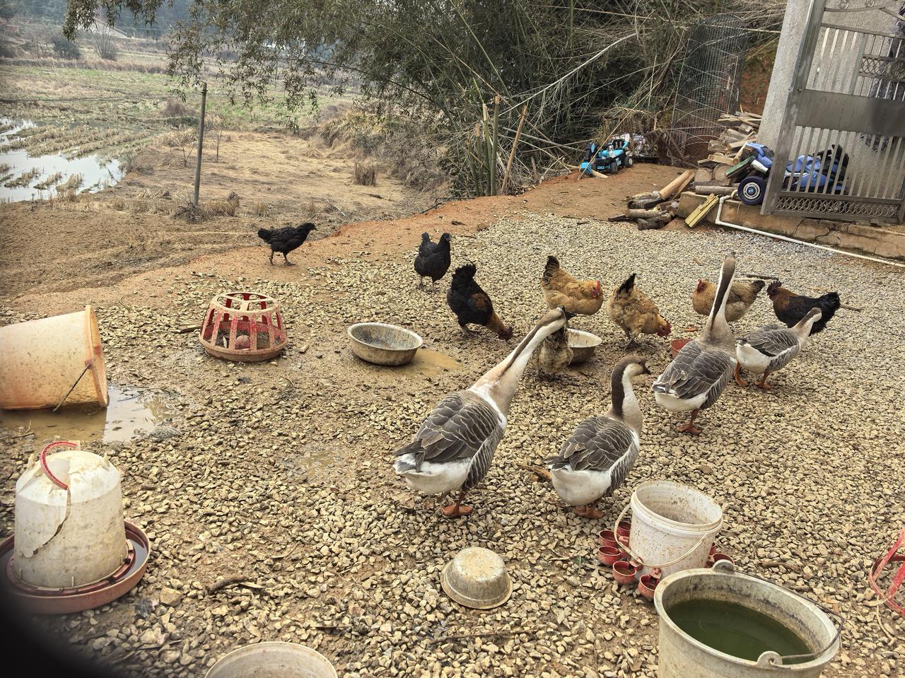 禁酒令多年了，基层过年吃席聚餐，长辈还会语重心长说，当官要会喝酒，不然当不上。