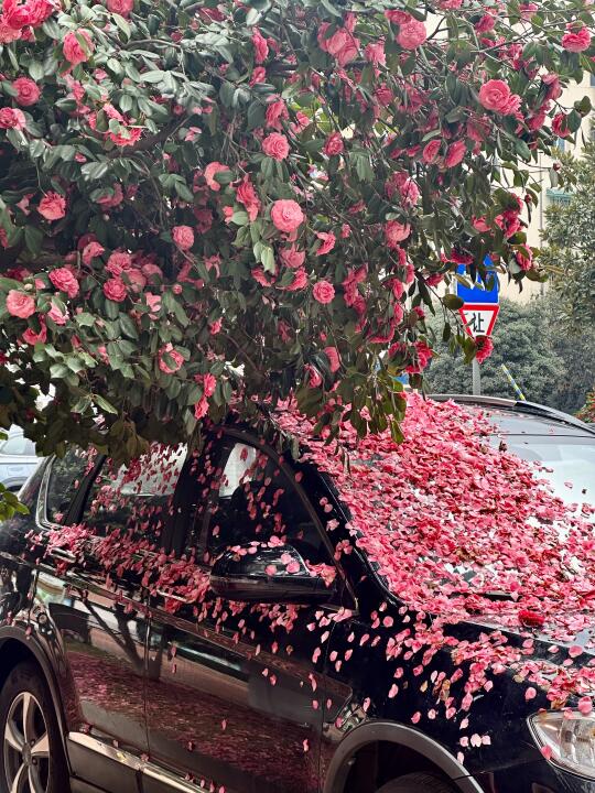 3.15实况图💐雨后长沙这里的山茶花开爆了…