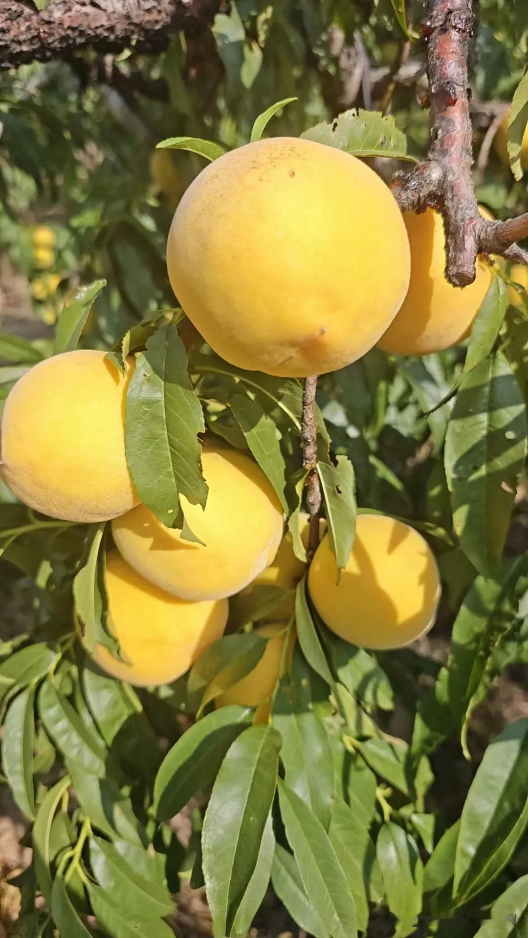 相册里最满意的照片我家的黄桃太美了哈[呲牙]，脆甜爽口是特色，关键是生吃脆甜，还