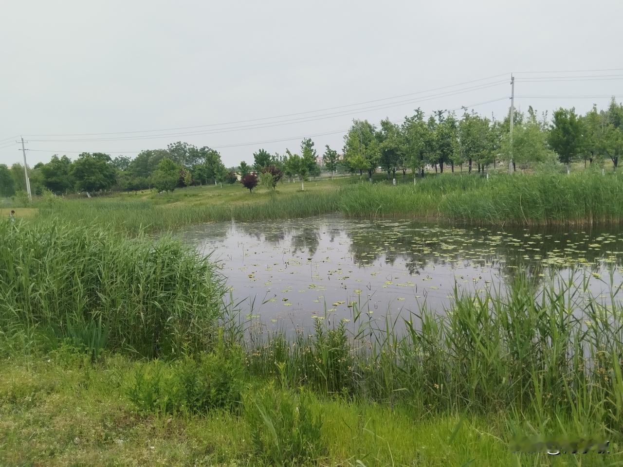 八百里水泊遗韵，尽在东平湖
       若要寻觅东平湖最动人的风光，环湖路一定