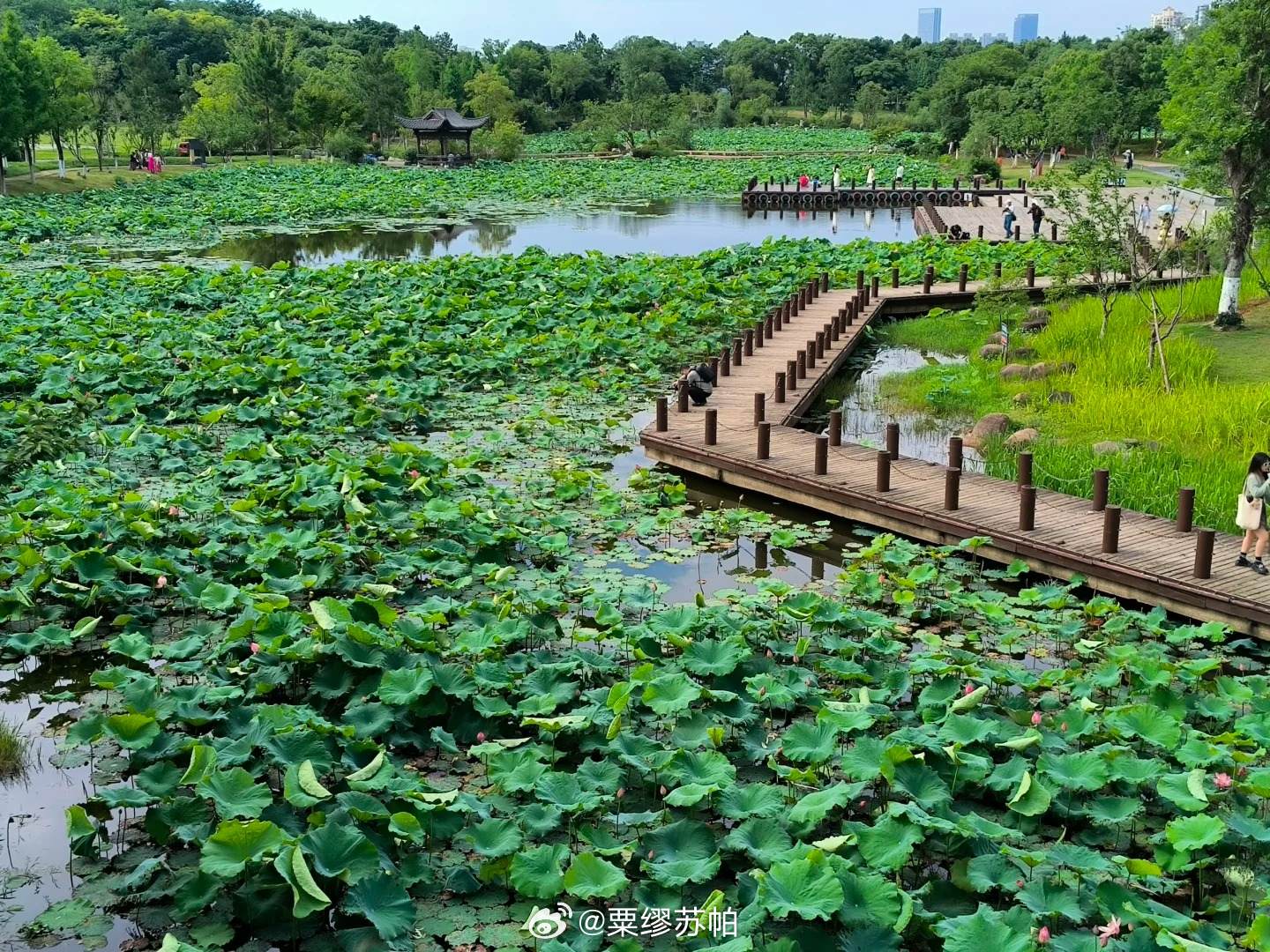 南昌象湖湿地公园残荷：枯荣皆是诗，秋日清幽处的湿地美学秘境在南昌，夏有接天莲叶的