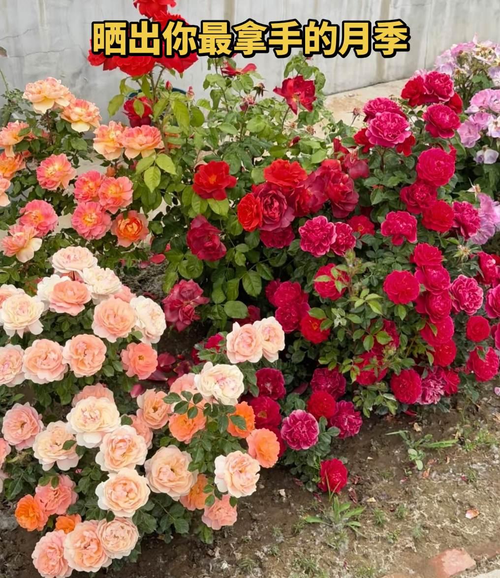 这是什么品种的月季啊？很好看的样子，请问哪里可以买到正经对版的苗啊？
