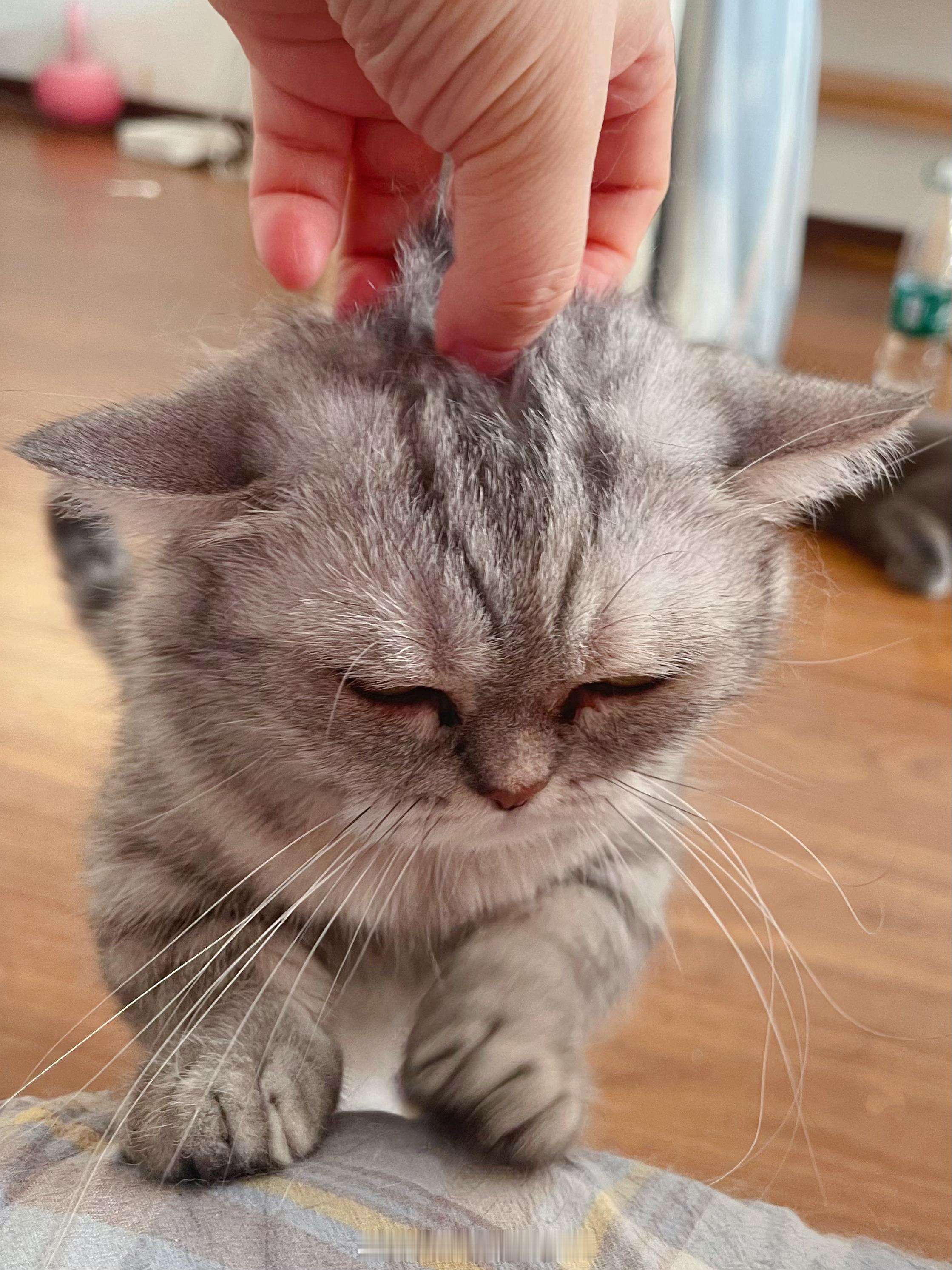 最近特别忙，下班回来小猫咪就围了过来～ 
