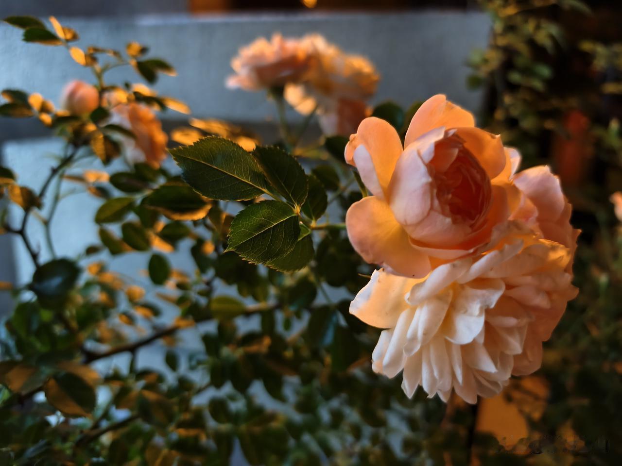 说实话，今晚上我焦虑了。

明人不说暗话，俺就想找多点办法多挣点钱，今天在网上划