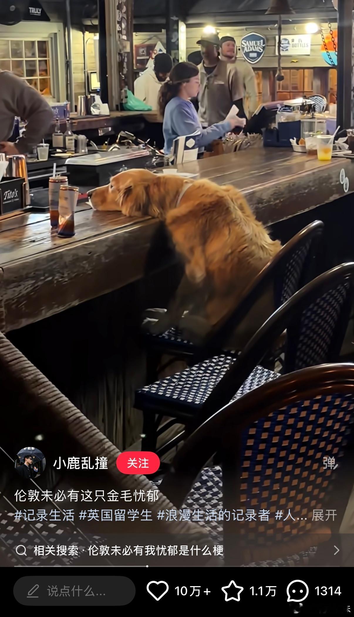 才喝了两瓶我看小狗酒量也一般 