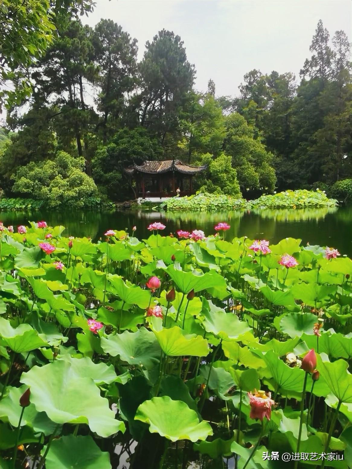 杭州西湖曲院风荷景区，每年6月至8月进入最佳观赏期。此时“接天莲叶无穷碧，映日荷