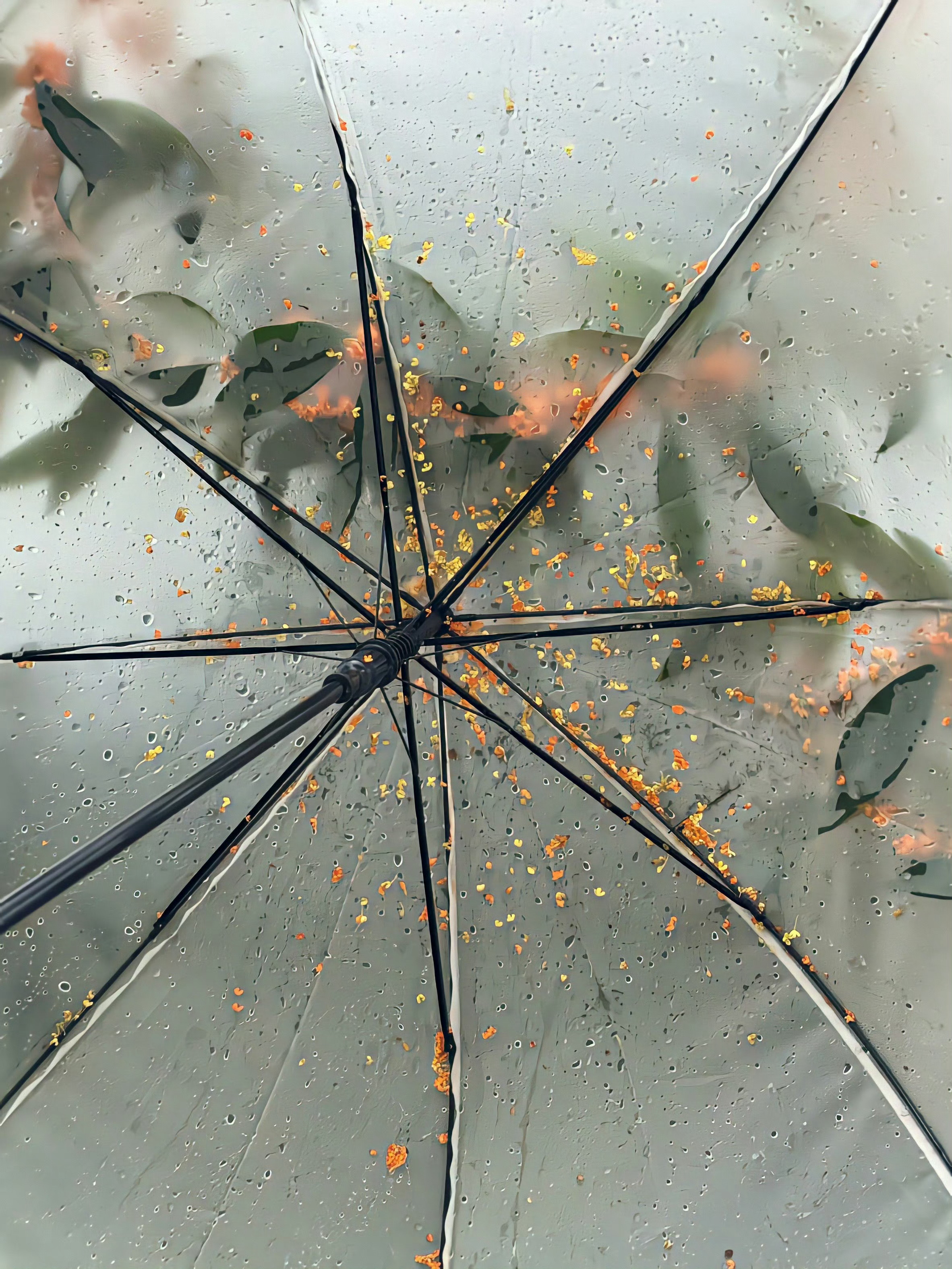 ☔️🍃 ​​​