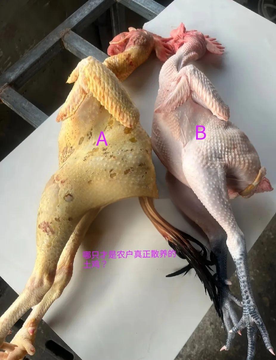 去菜市场，看到两只处理了的鸡，我对老板说，我要散养的土鸡，老板说B是土鸡，我感觉