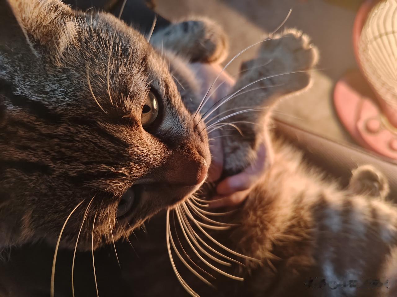 分享我这周有趣的事：梨花哪有狸花香