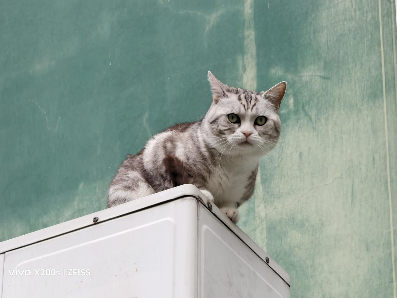 晒图笔记大赛：高贵贫贱猫：我家对面住户养的宠物——猫，每天都会从窗户上溜达出来，