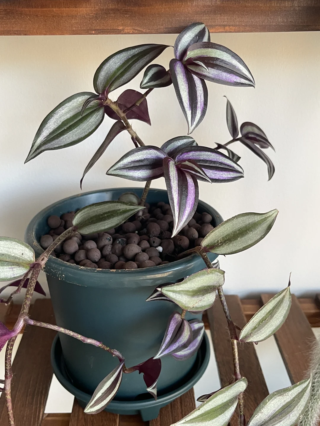 与植物一起生活 植物养护