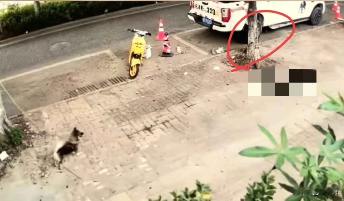 “没有鸟可打，才会拿狗来练手”！一个正常人怎能说出这种话！
估计已经打了很多保护