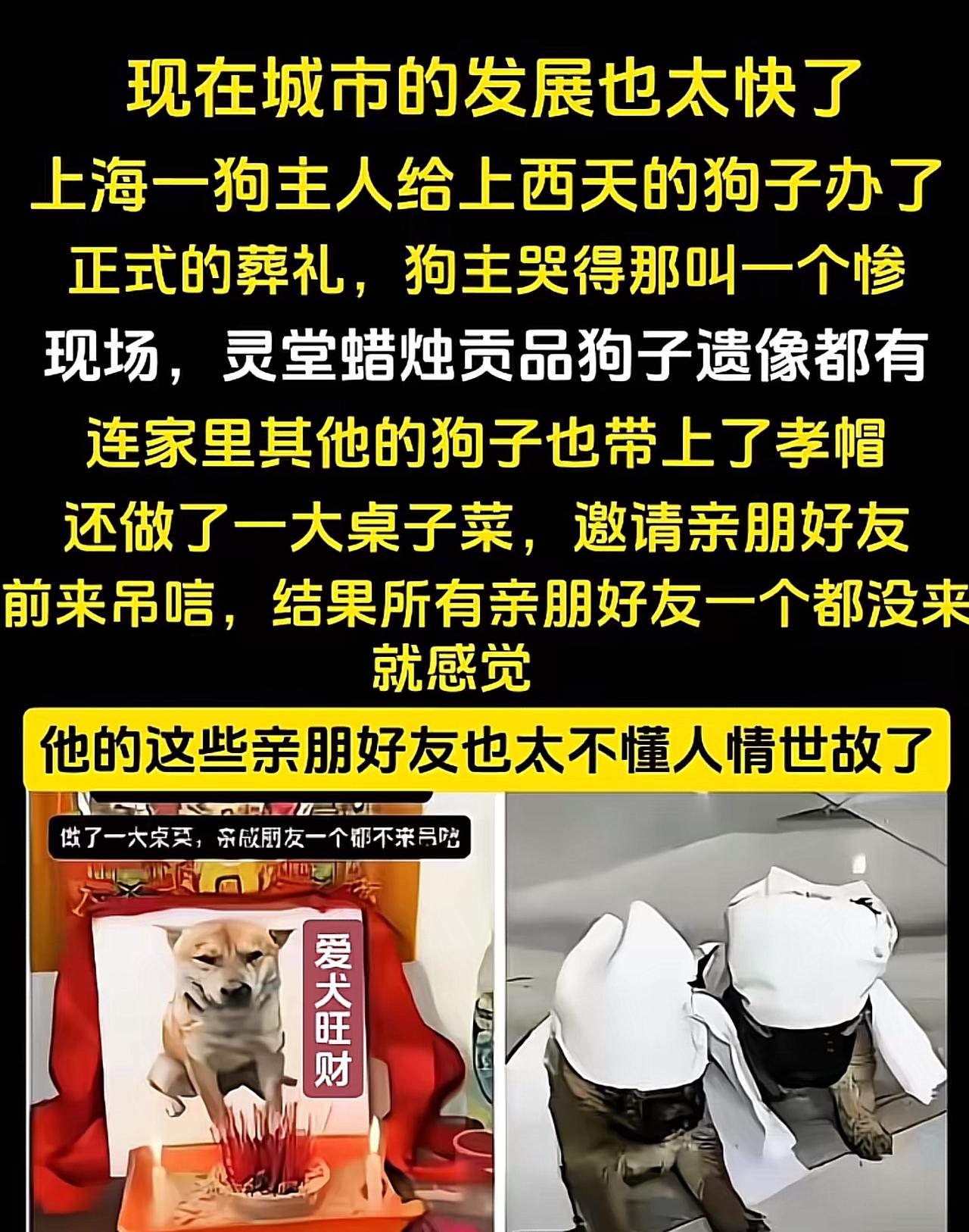 贫穷限制了我的想象，上海一位主人为离世爱犬办完整葬礼，布置灵堂、摆遗像香烛贡品，