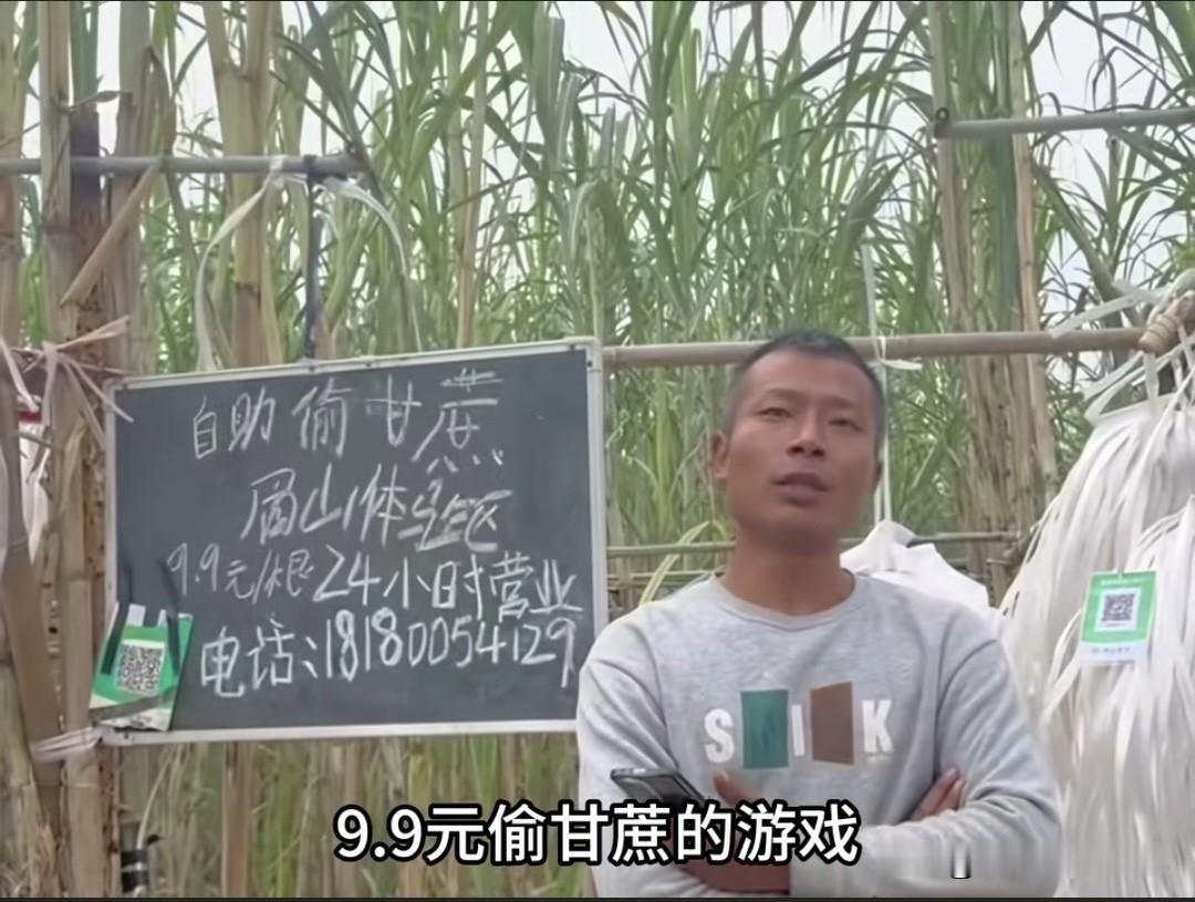 9.9元偷甘蔗体验变真偷，老板好心办活动却被薅到亏惨！
 
眉山有个老板整了个“