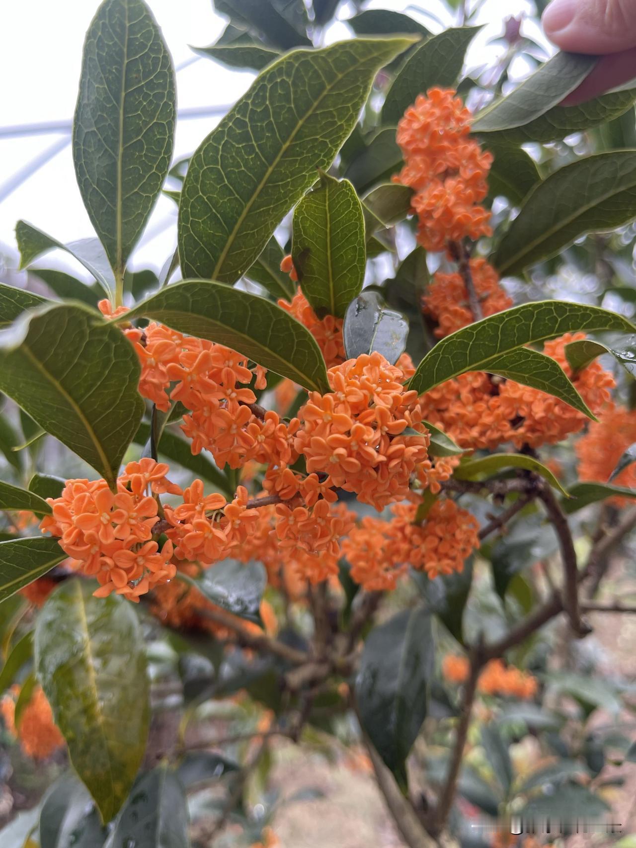 金桂银桂丹桂四季桂怎样区别金桂开花黄色，银桂开花淡黄色或白色，丹桂开花橘红色，四