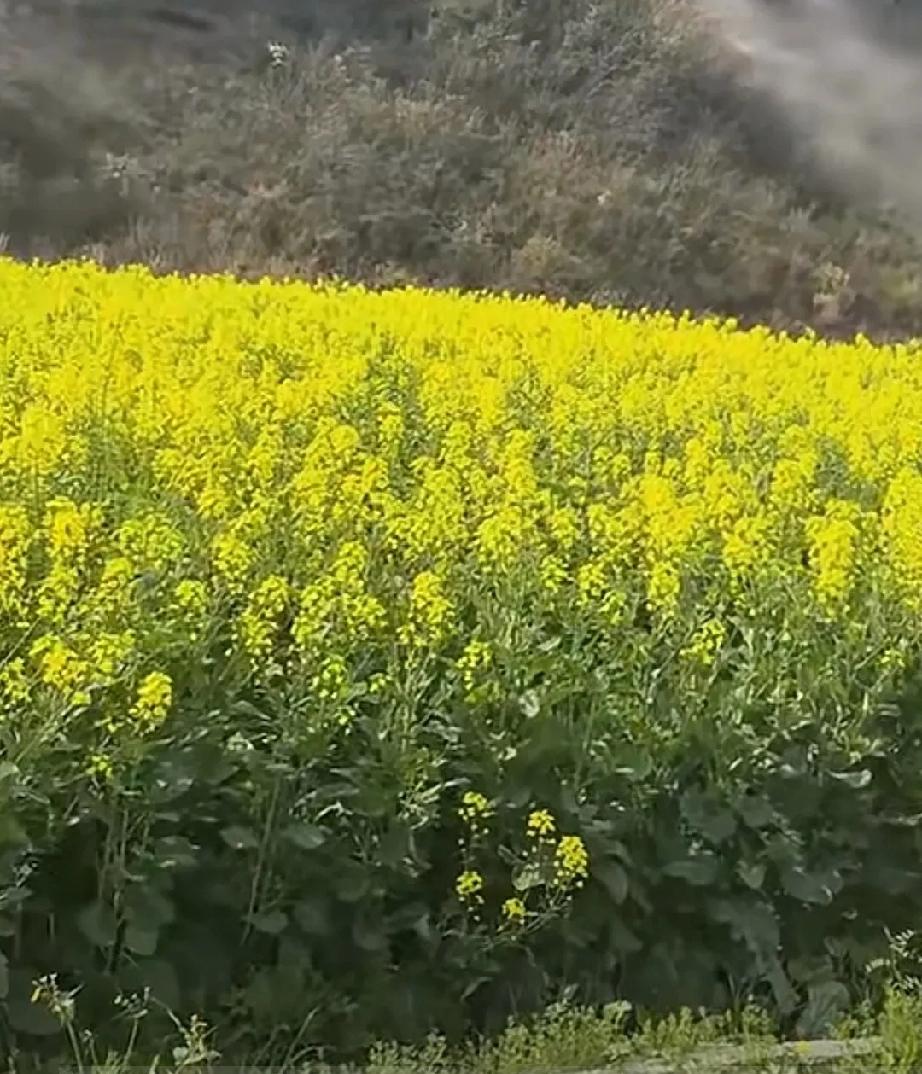 世界没有蜜蜂，人类就得因饿慌而死。
有些人真的已经肆无忌惮了!给油菜花打药?这是