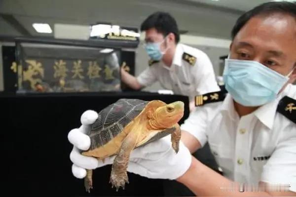 八名女子组团以身夹带五十三只活体保护龟试图入境，百般遮掩的伪装伎俩，当场在深圳湾