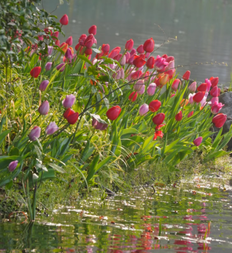 奔赴春天和郁金香来一场约会 