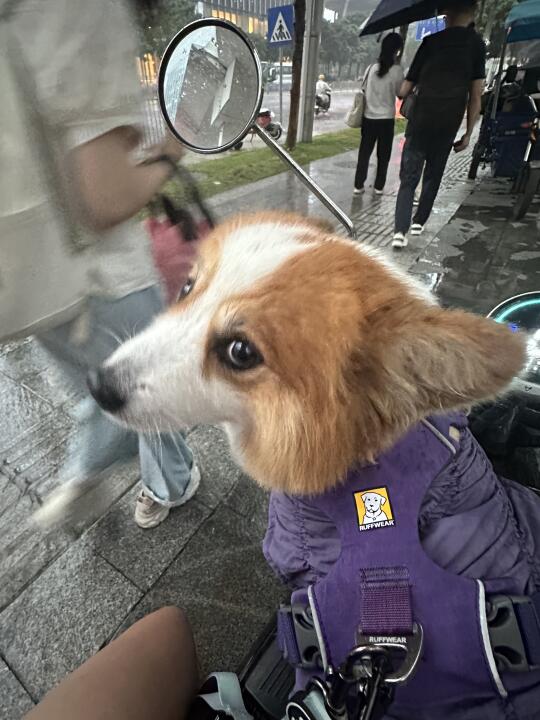 大头大头，下雨也愁