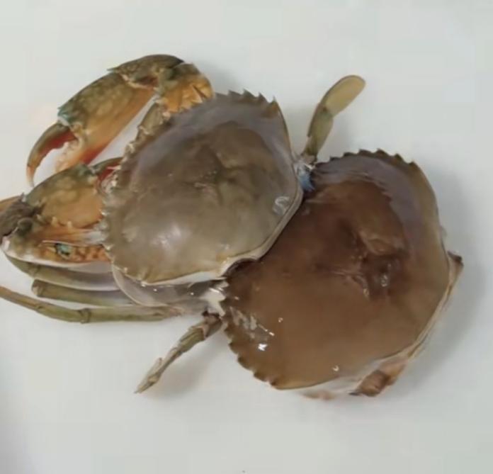 螃蟹脱壳地球的虫子真厉害.