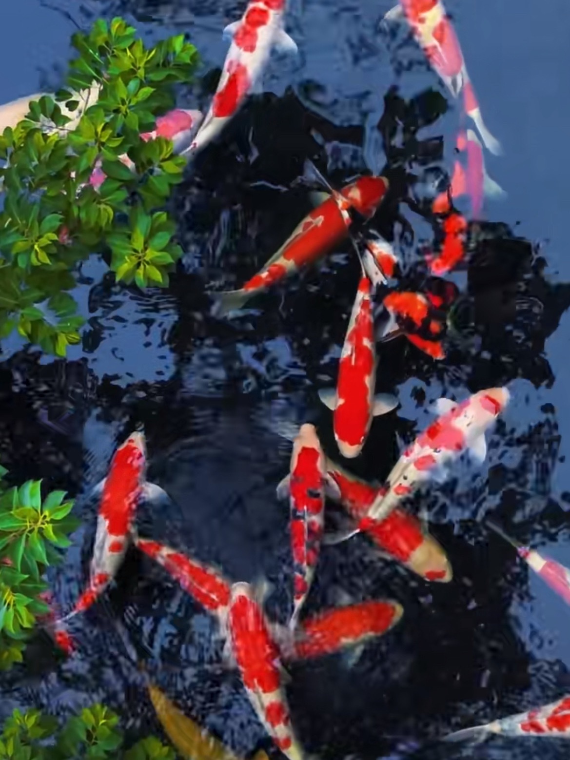锦鲤鱼 ​​​