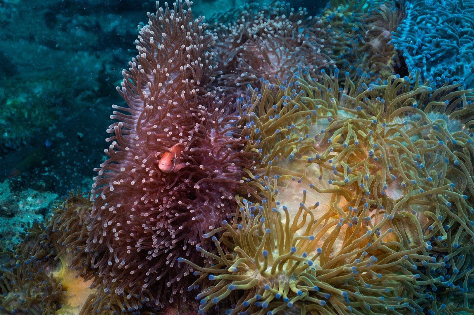 #李现拍的海底世界# 李现发博“PADI水下摄影初体验…”现哥拍的海底世界真是很