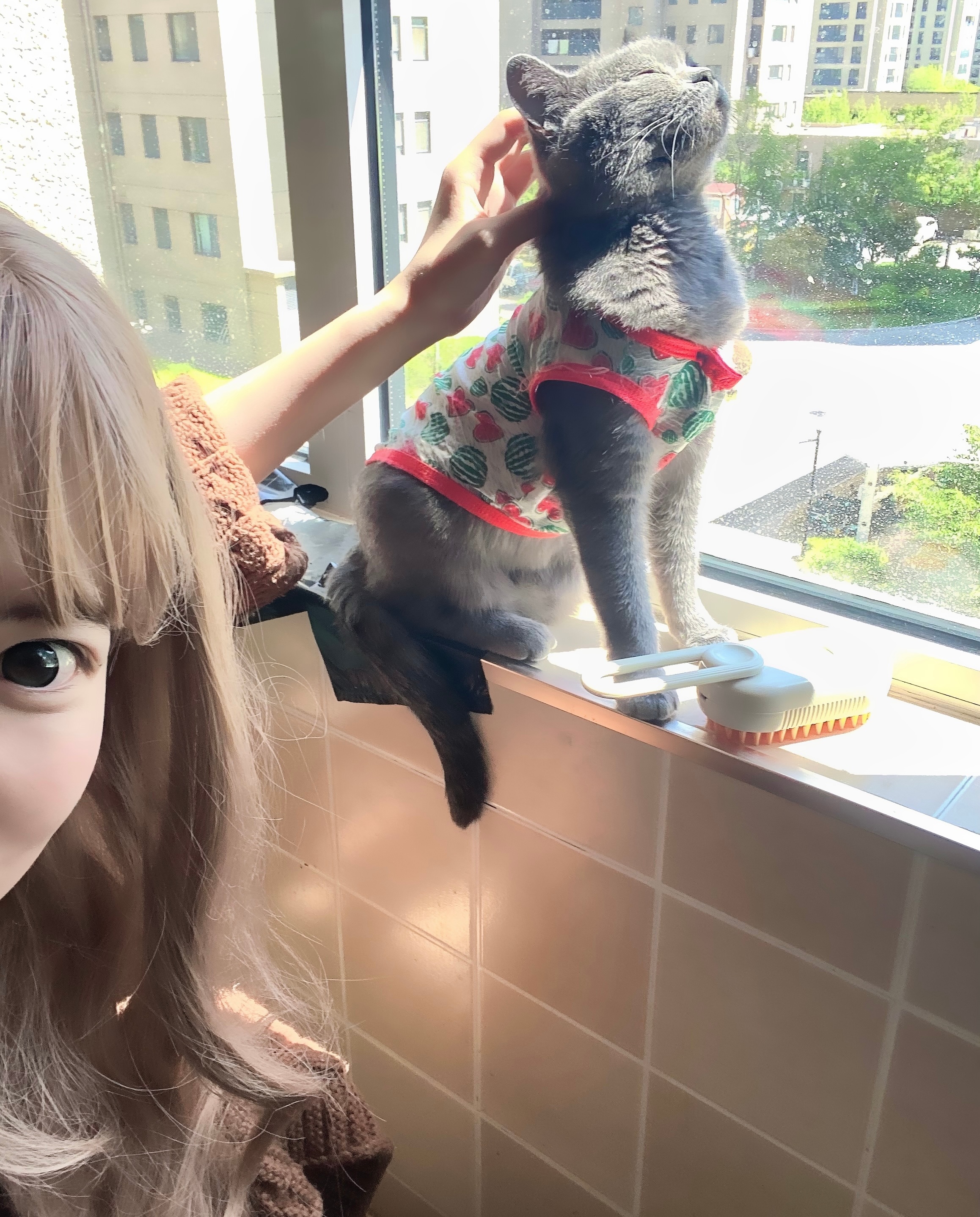 小猫大王 ​​​