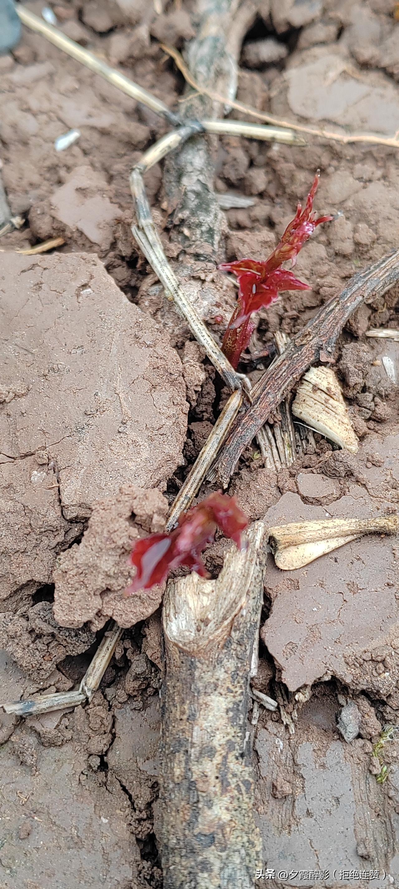 离离原上草，
一岁一枯荣。
野火烧不尽，
春风吹又生
原来白居易的诗
写的就是眼