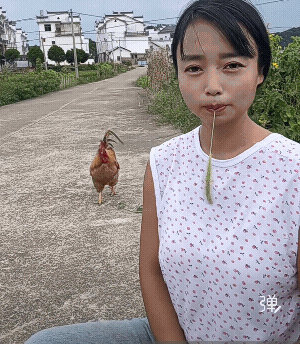 大公鸡溜达一圈回来又来叫我抱它了，这公鸡不能杀![祈祷]