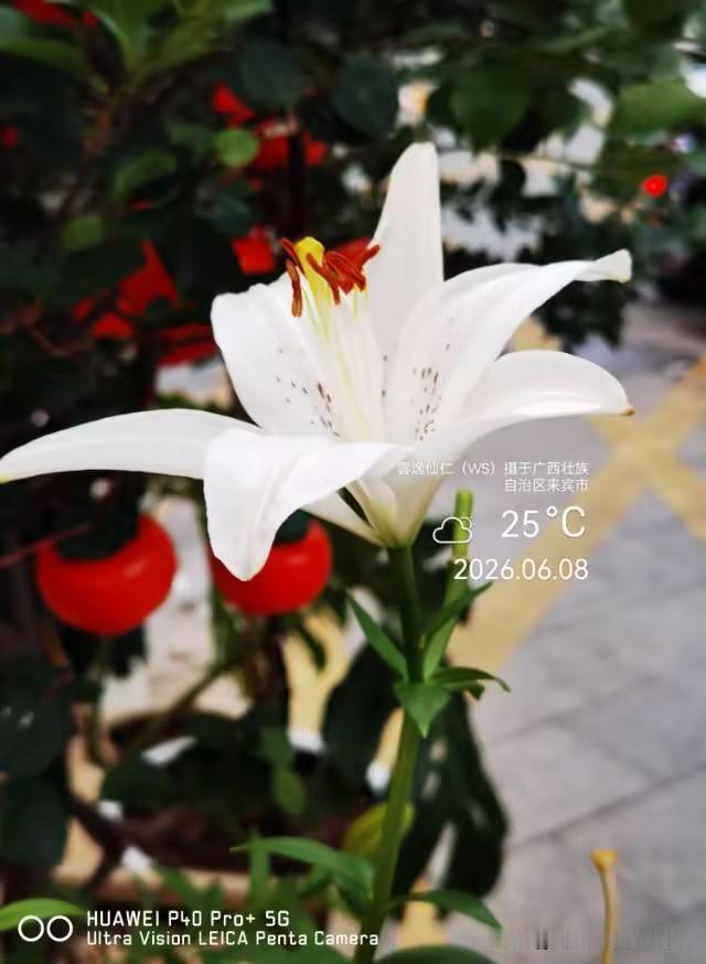月居生活记录（9858）广西壮族自治区来宾市（83）花儿随拍10：白百合、海枣、