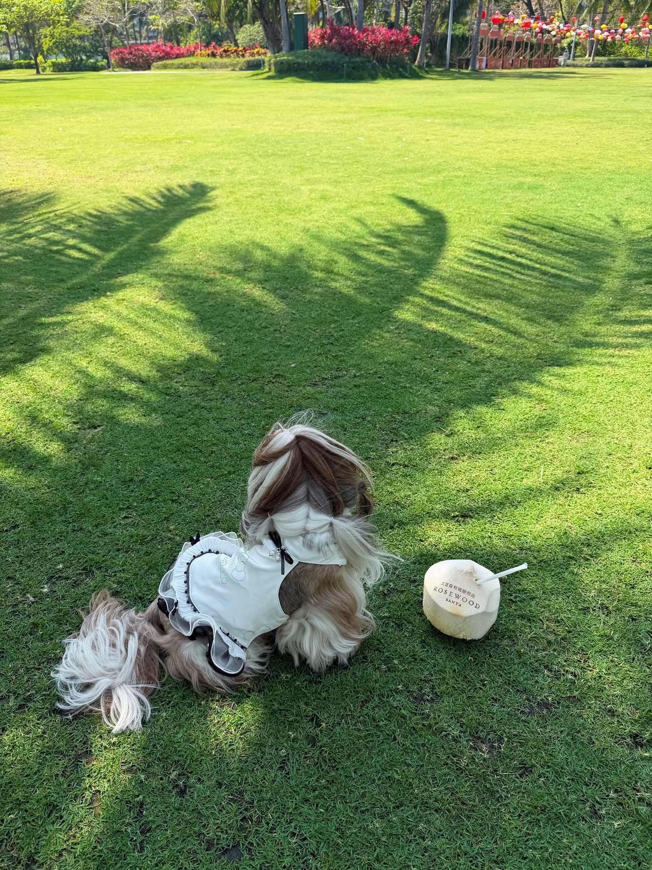 总有些生命为治愈你而来西施