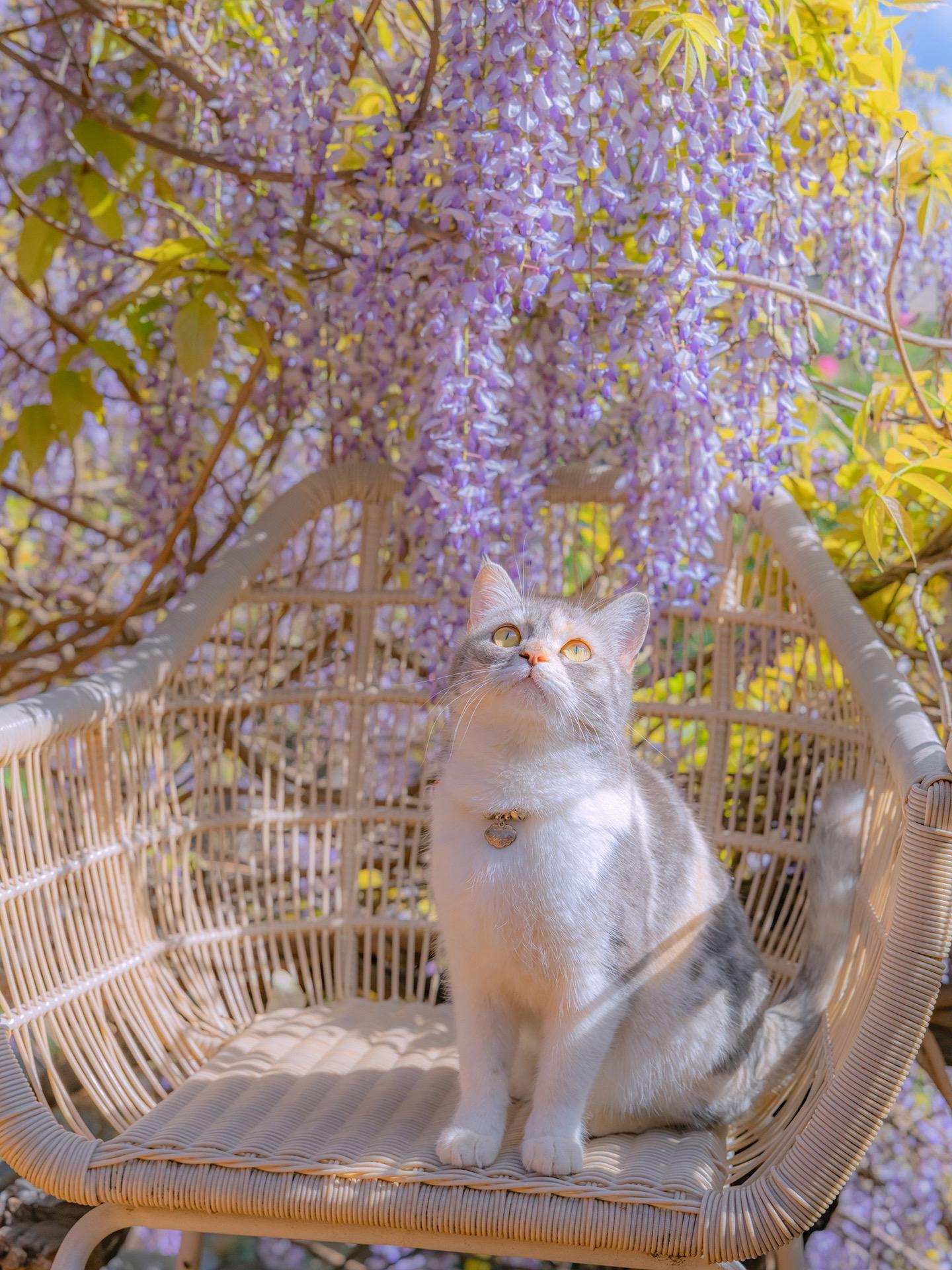 终于在丽江又拍到紫藤花和猫。在春花和猫的系列中，紫藤花和猫的场景是比较...