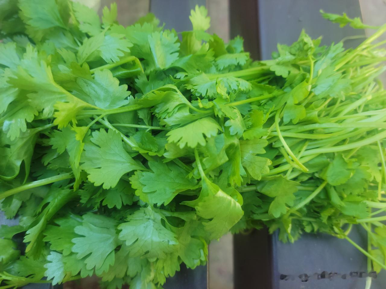 早市上1块钱的菜比比皆是，新鲜水灵，农家自产，香菜、小葱、韭菜、小白菜，都是1元