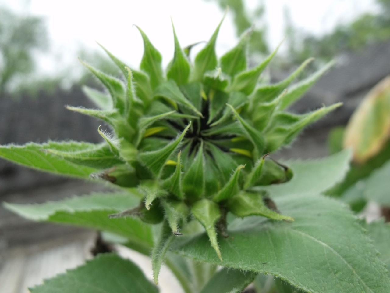 🌻老瓦檐下的小太阳，把日子晒得暖洋洋☀️ 钢筋水泥里长出诗，平凡也能开花🌱