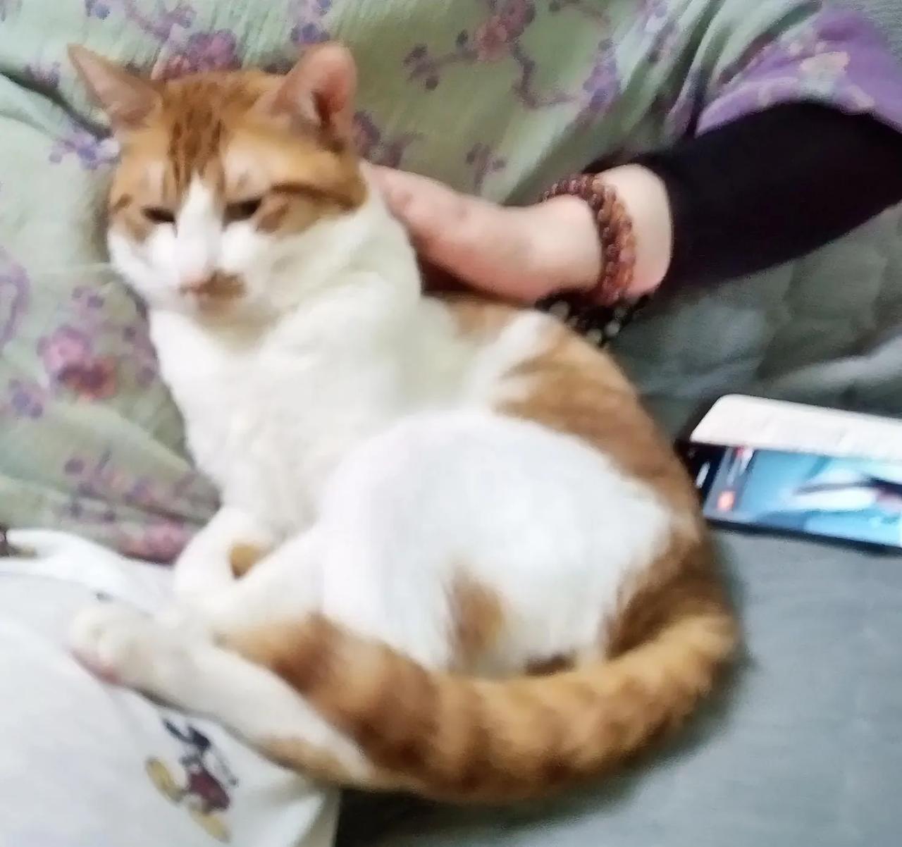 我超认同“这不是猫妈妈，猫妈妈才不会这么凶”这话。我家猫妈妈可温柔了，总给小猫们