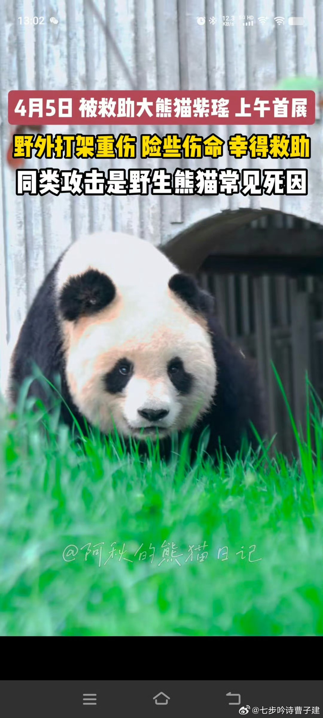 因为它本质上是🐻，蚩尤坐骑不跟你开玩笑